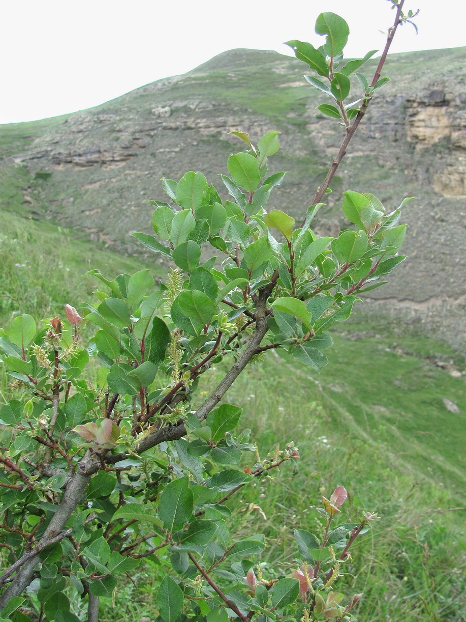 Image of Salix kuznetzowii specimen.