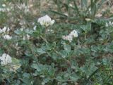 Medicago daghestanica. Верхушка веточки с соцветием. Дагестан, Докузпаринский р-н, окр. с. Усухчай, ок. 1200 м н.у.м., каменистый склон. 04.06.2019.