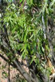 Salix acutifolia