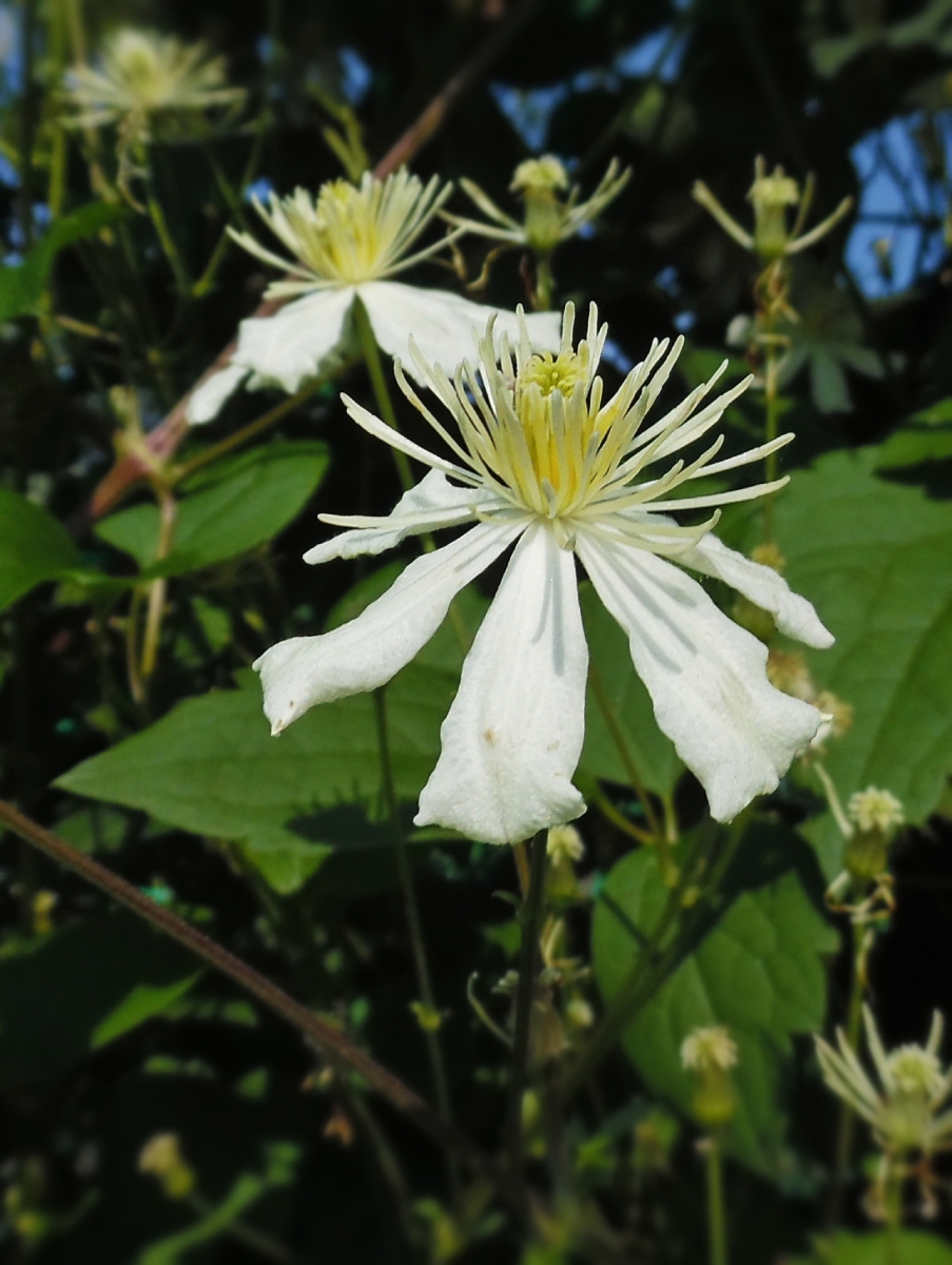 Изображение особи Clematis potaninii.