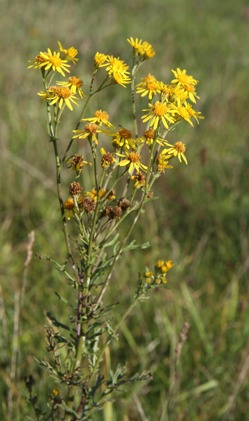 Изображение особи Senecio jacobaea.