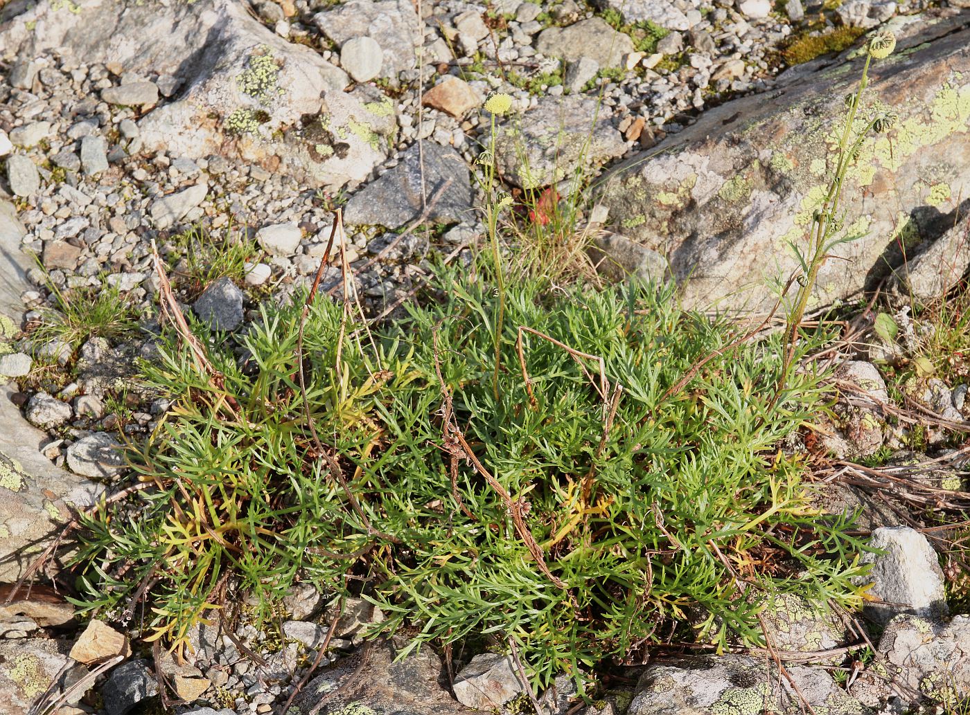 Image of Artemisia norvegica specimen.