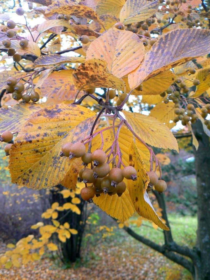 Image of Sorbus alnifolia specimen.