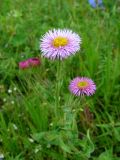 Erigeron krylovii