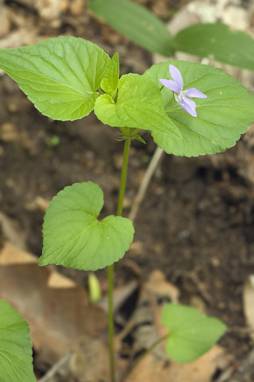 Изображение особи Viola acuminata.