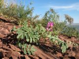 Astragalus psiloglottis