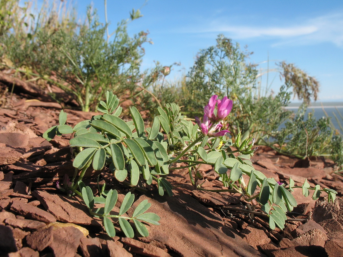 Изображение особи Astragalus psiloglottis.