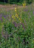 Verbascum chaixii ssp. austriacum