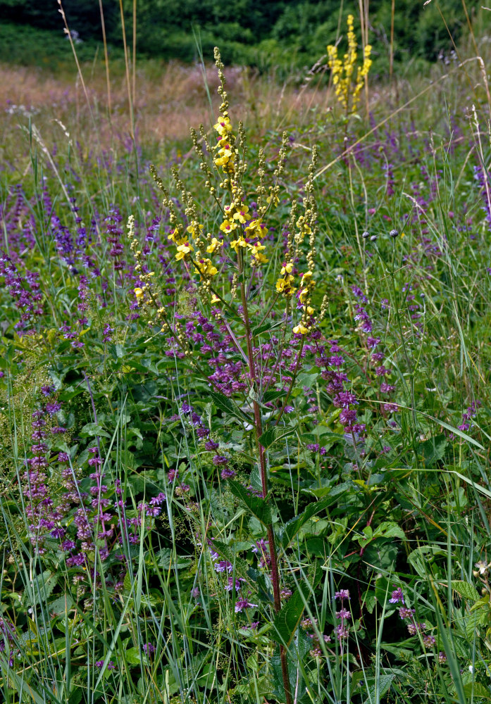 Изображение особи Verbascum chaixii ssp. austriacum.