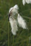 Eriophorum komarovii. Верхушка побега с соплодием. Сахалинская обл., Охинский р-н, окр. г. Оха, побережье Охотского моря, юго-западный берег залива Кету (Первая бухта). 24.07.2017.