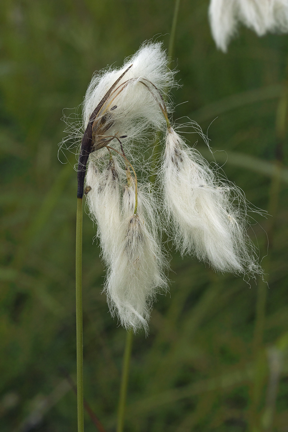 Изображение особи Eriophorum komarovii.