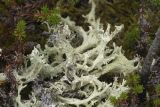 Cladonia boryi. Талломы с апотециями. Сахалинская обл., Охинский р-н, окр. г. Оха, северо-восточный берег оз. Светлое, на почве. 25.07.2017.