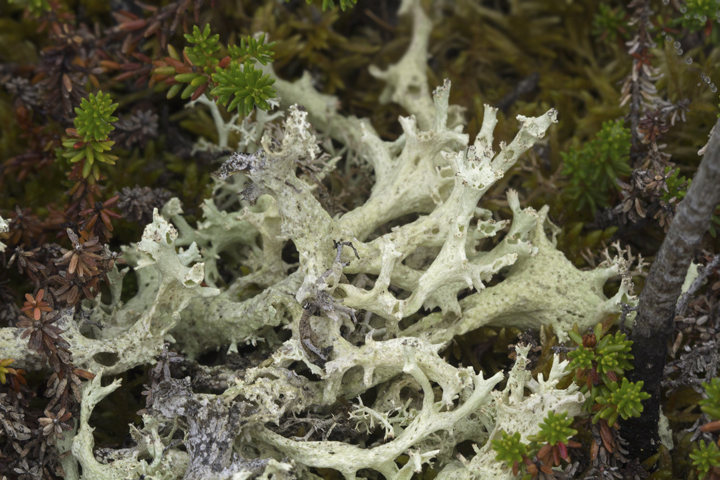 Изображение особи Cladonia boryi.