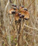 Paeonia suffruticosa