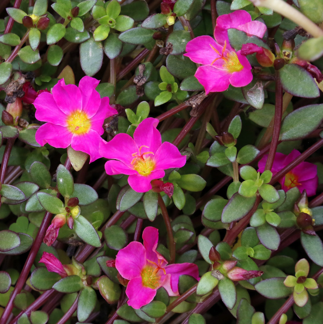 Image of genus Portulaca specimen.