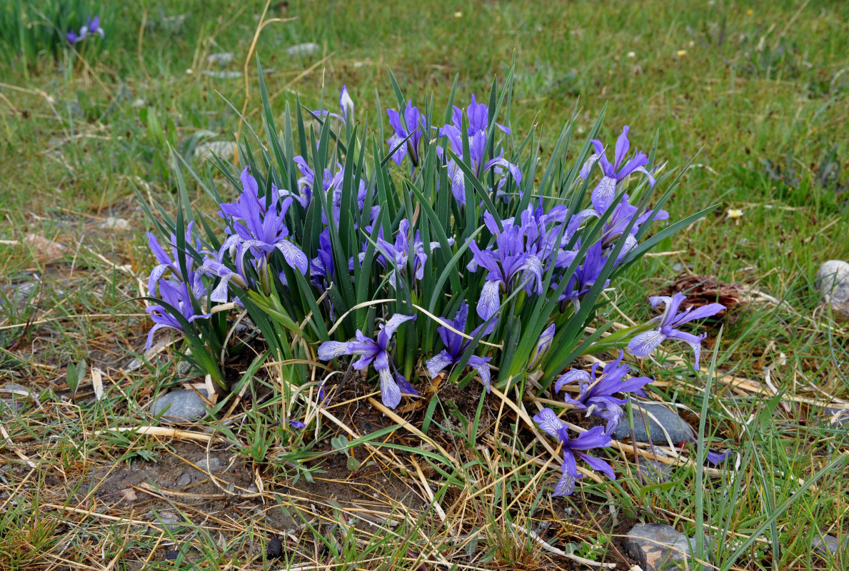 Image of Iris pallasii specimen.