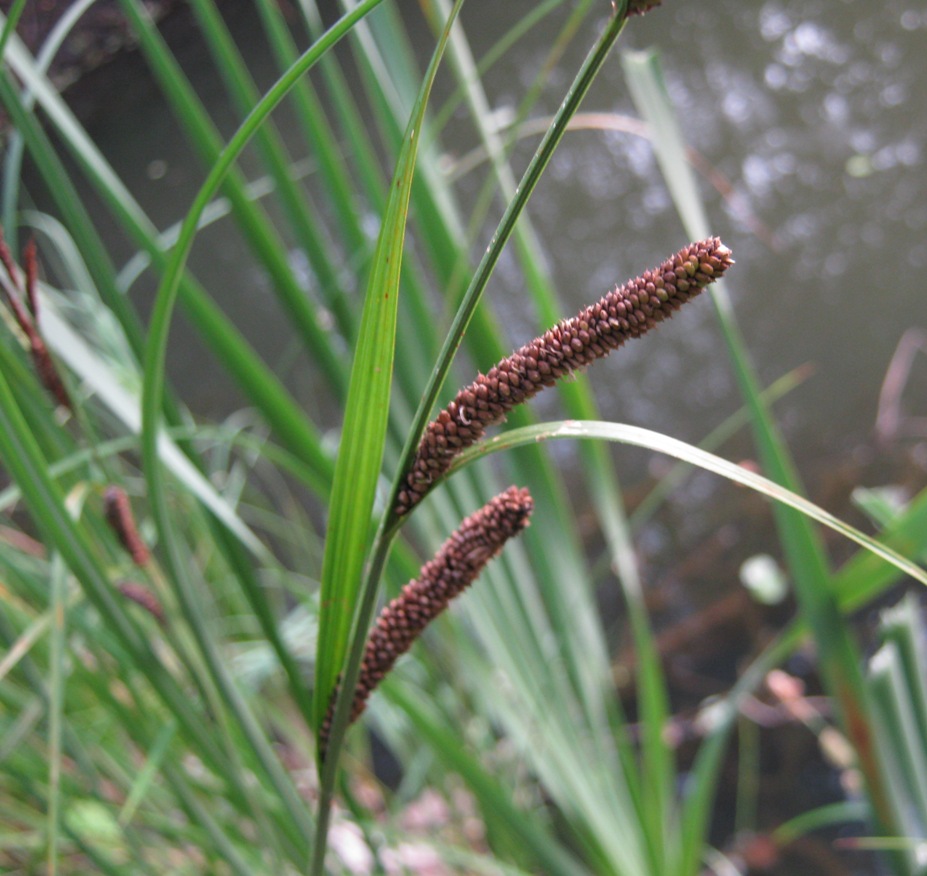 Изображение особи Carex acuta.