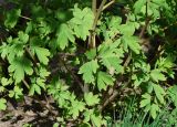 Dicentra spectabilis