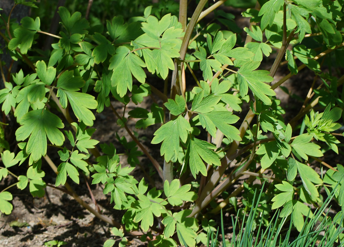 Image of Dicentra spectabilis specimen.