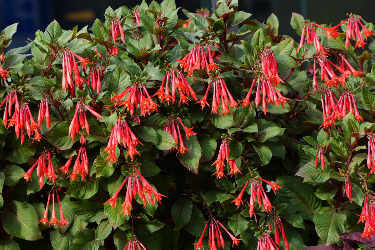 Изображение особи Fuchsia triphylla.