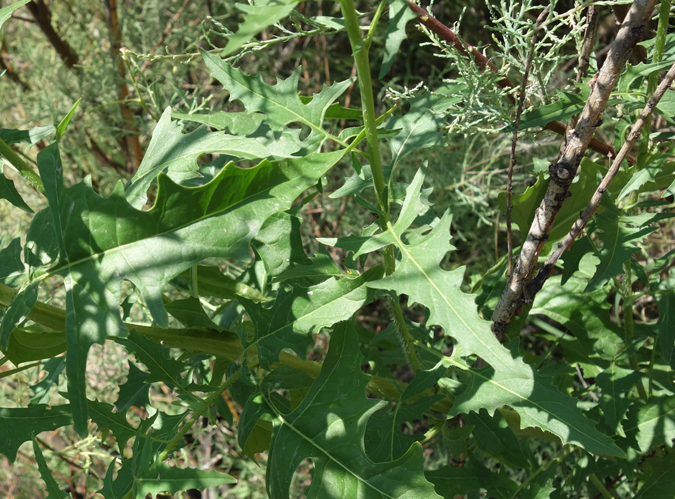 Image of Sisymbrium loeselii specimen.