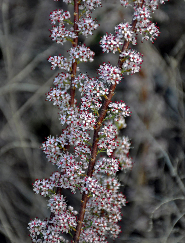 Image of Tamarix laxa specimen.