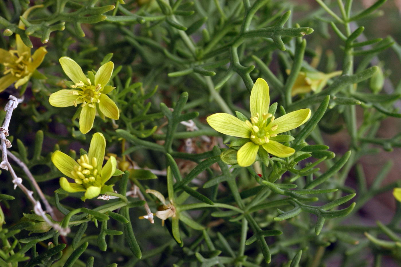 Изображение особи Malacocarpus crithmifolius.