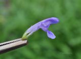 Nepeta nervosa