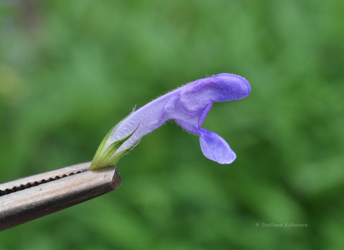 Image of Nepeta nervosa specimen.