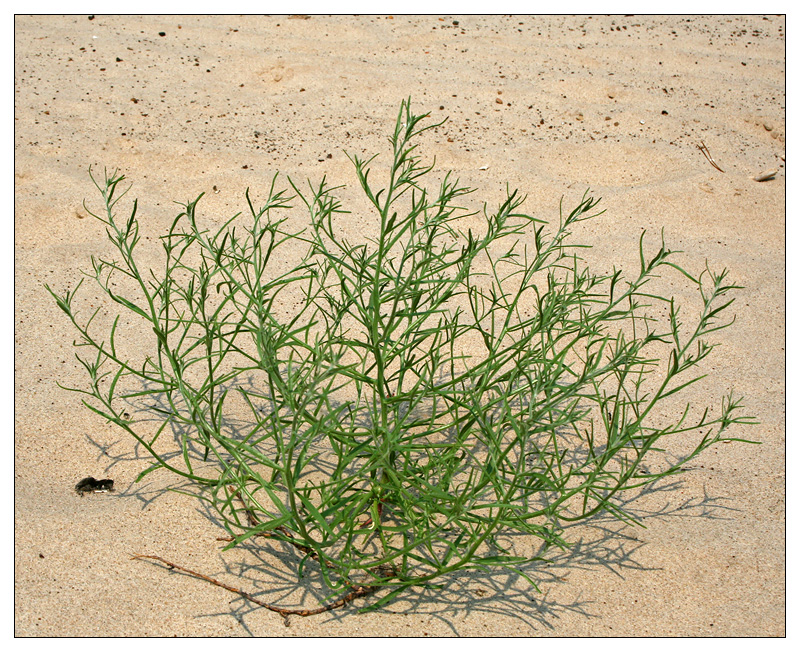 Image of Corispermum hyssopifolium specimen.