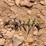 Convolvulus pentapetaloides