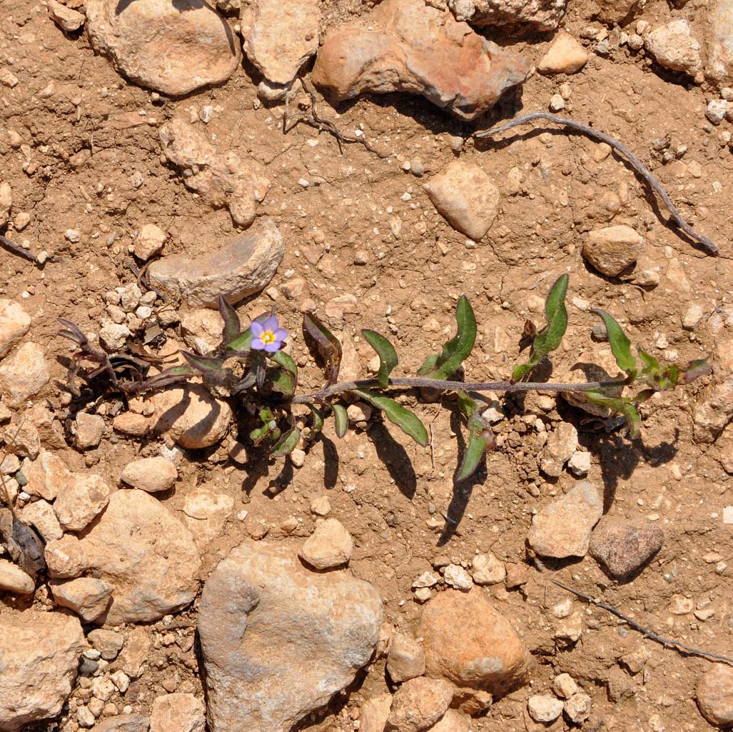 Image of Convolvulus pentapetaloides specimen.