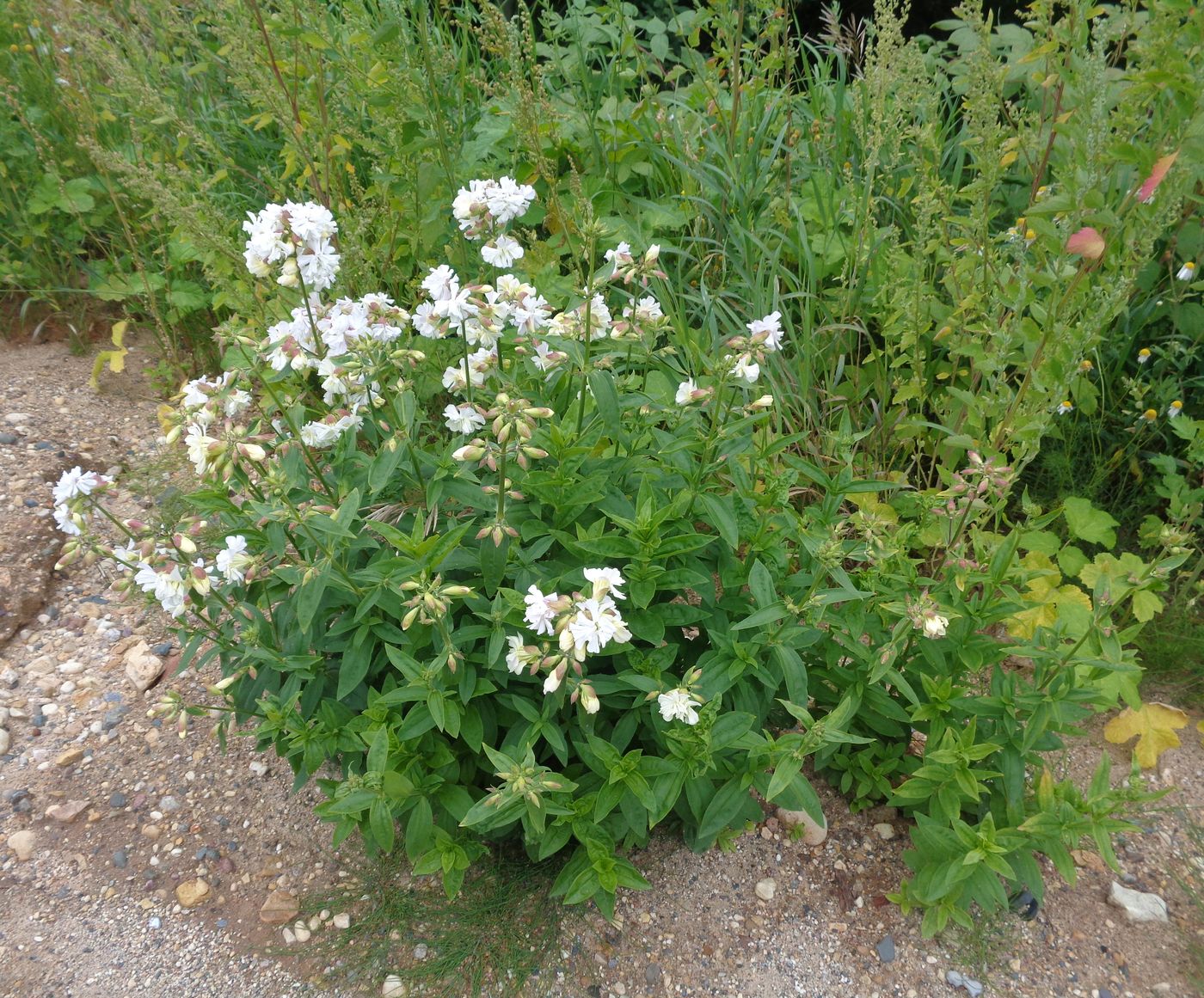 Image of Saponaria officinalis f. pleniflora specimen.