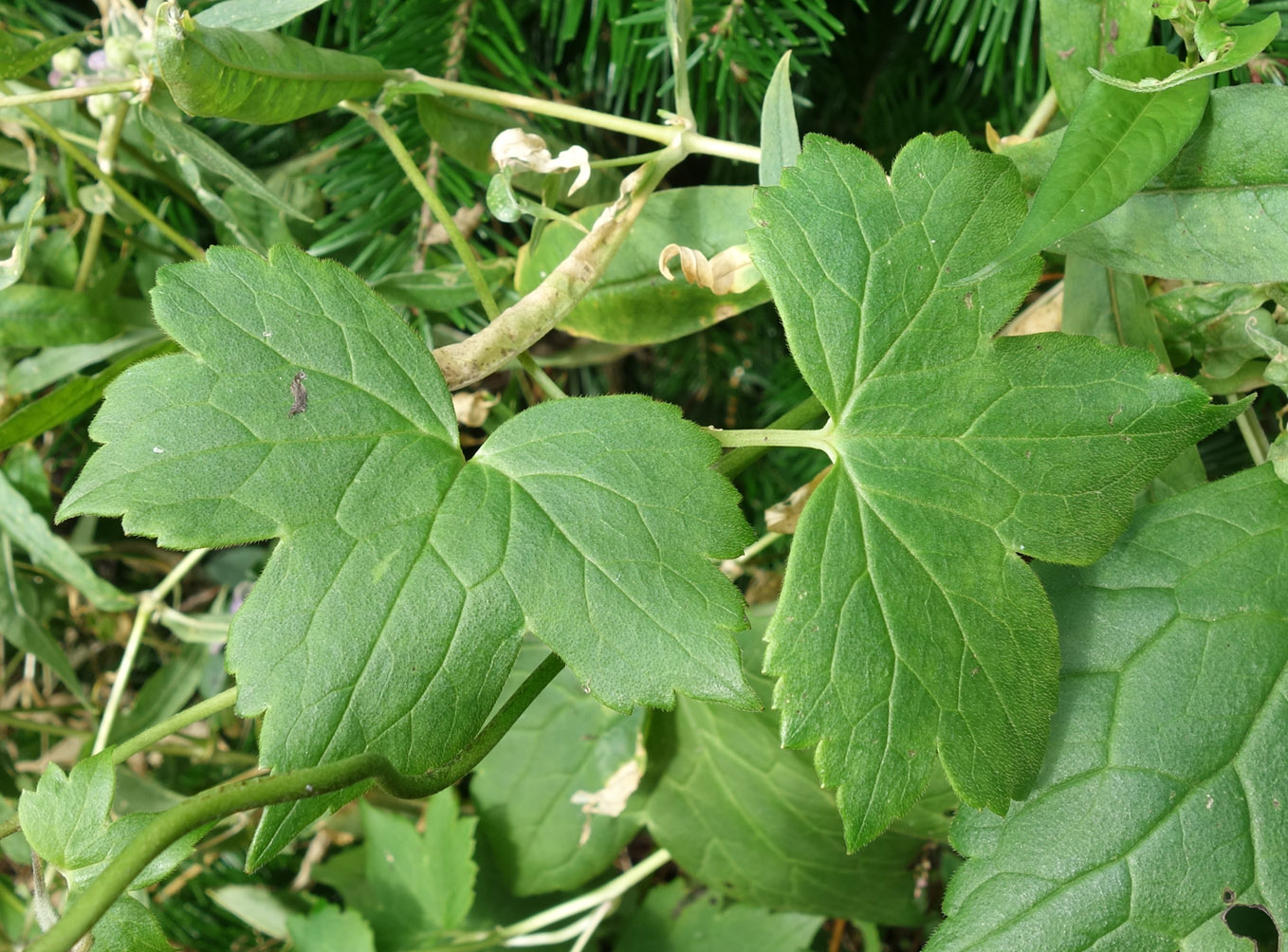 Image of Aconitum alboviolaceum specimen.