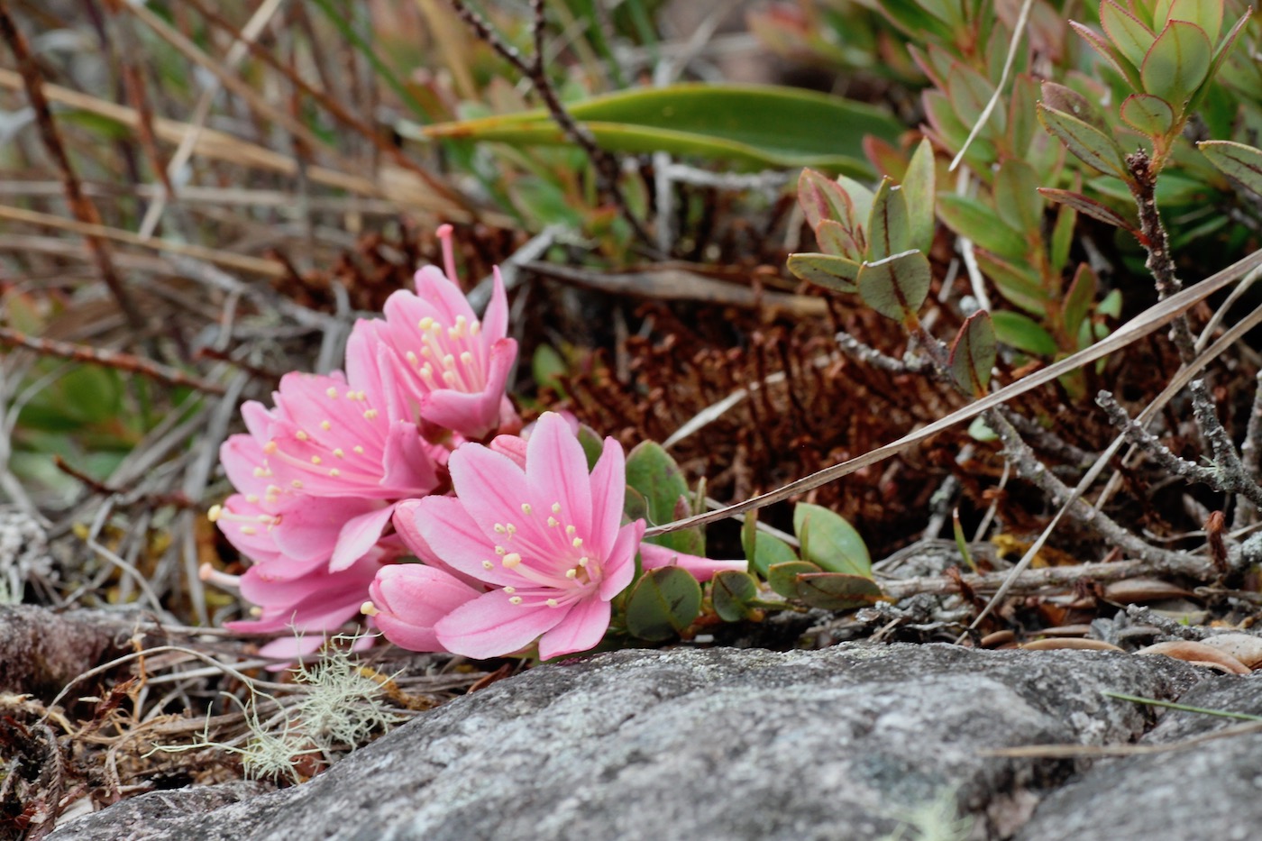 Image of Bejaria imthurnii specimen.