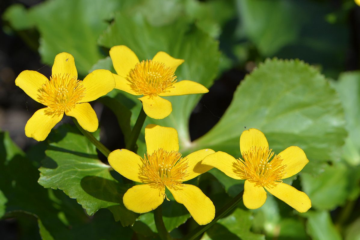 Изображение особи Caltha palustris.