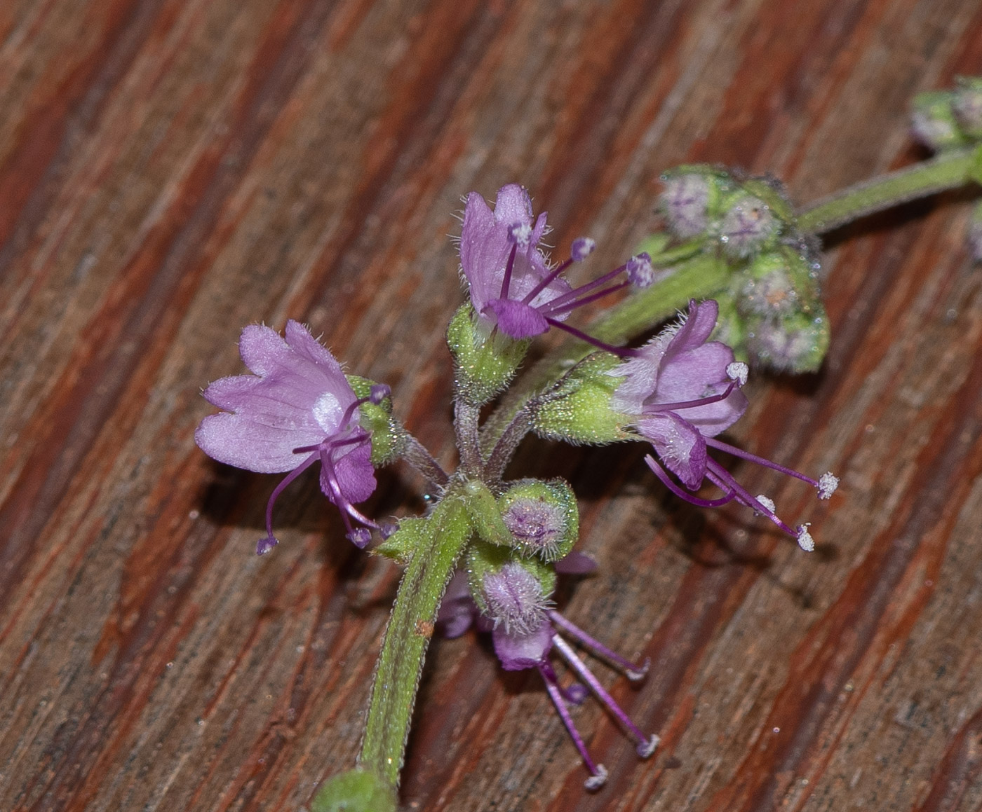 Image of Ocimum americanum specimen.