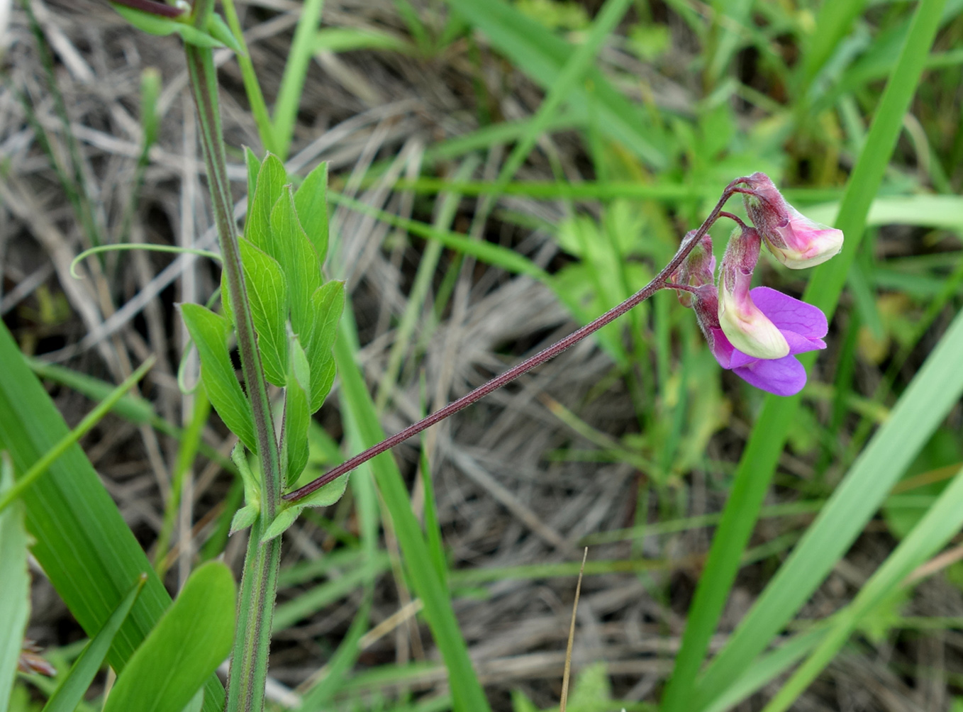 Image of Lathyrus pilosus specimen.