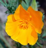 Eschscholzia californica