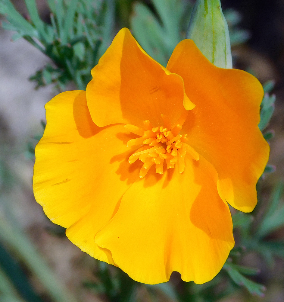 Image of Eschscholzia californica specimen.