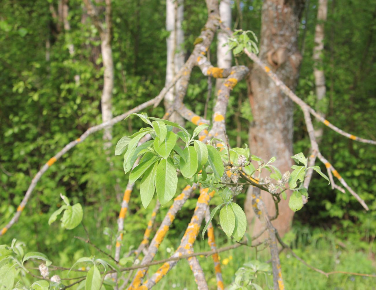 Изображение особи Salix caprea.