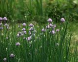 Allium schoenoprasum