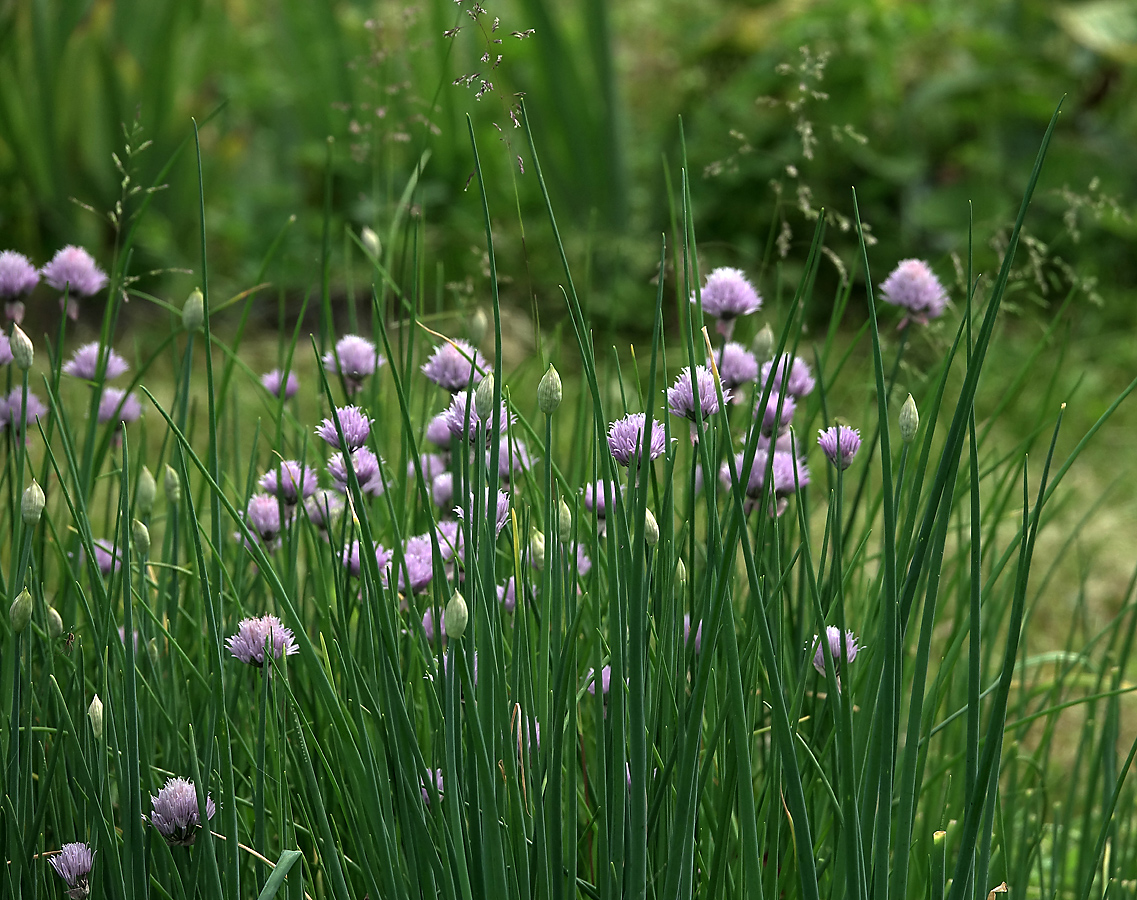 Image of Allium schoenoprasum specimen.