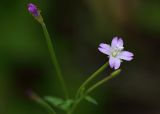 Epilobium montanum