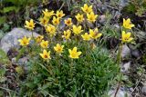 Saxifraga hirculus