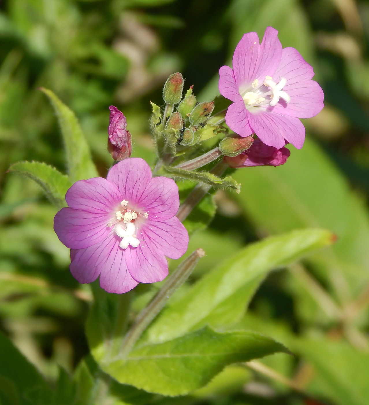 Image of Epilobium hirsutum specimen.