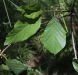 Frangula alnus. Часть побега с цветками. Калужская обл., Боровский р-н, окр. Чёлоховского ручья, смешанный лес, обочина тропы. 24 июня 2020 г.