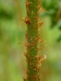 Dryopteris expansa