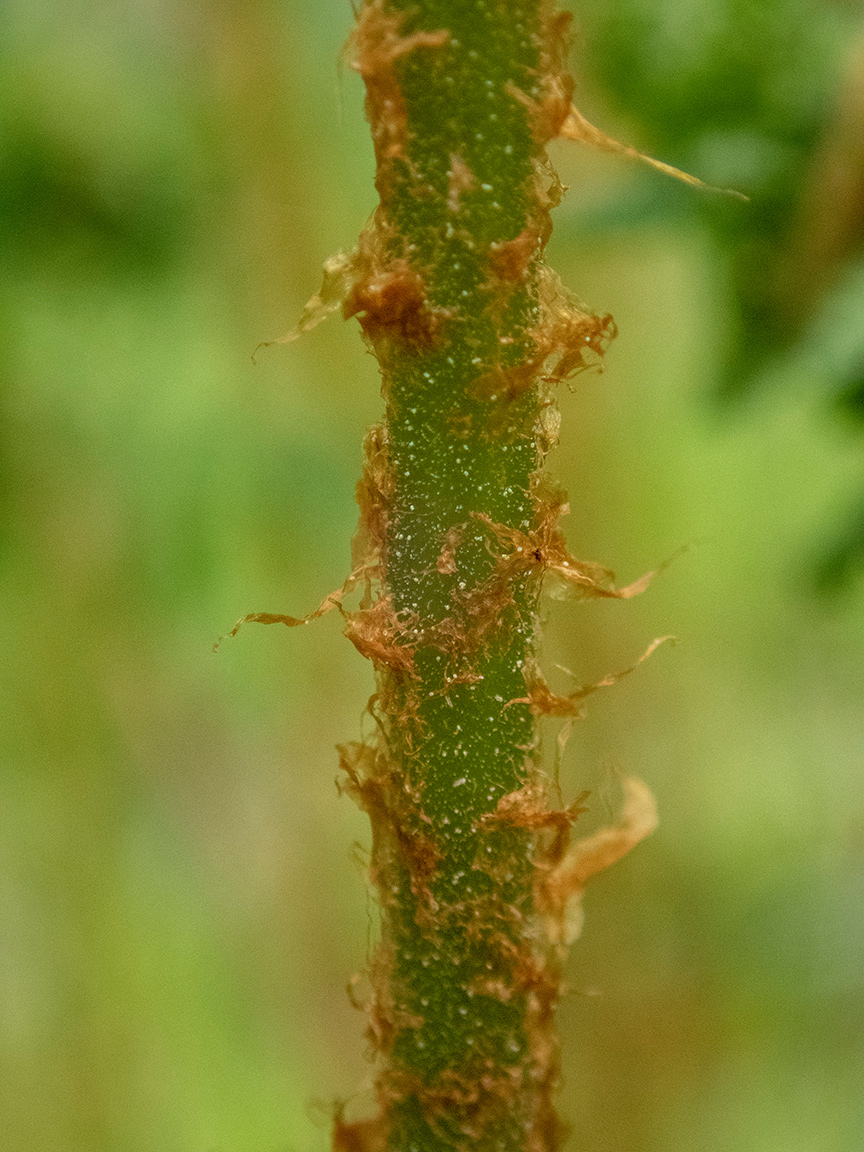 Image of Dryopteris expansa specimen.