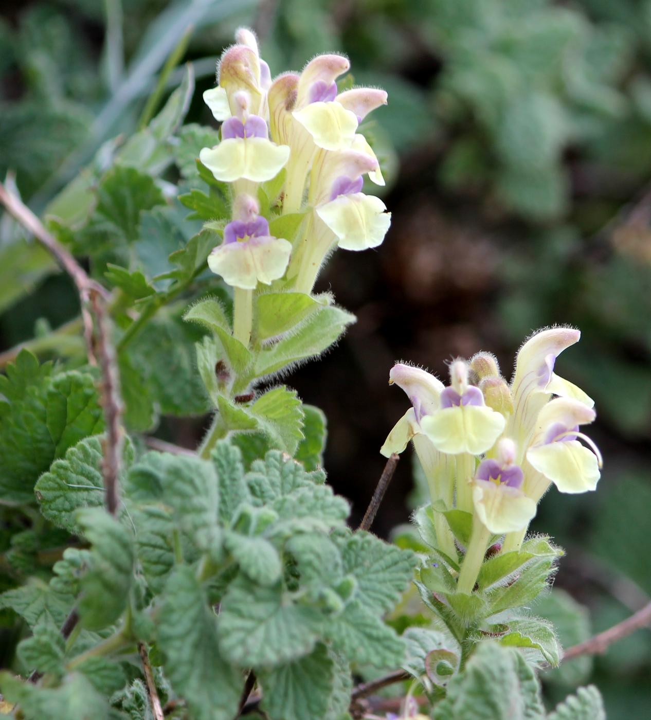 Изображение особи Scutellaria cordifrons.